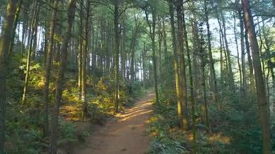 4k航拍自然风光阳光下的树林小道自然风景视频的预览图